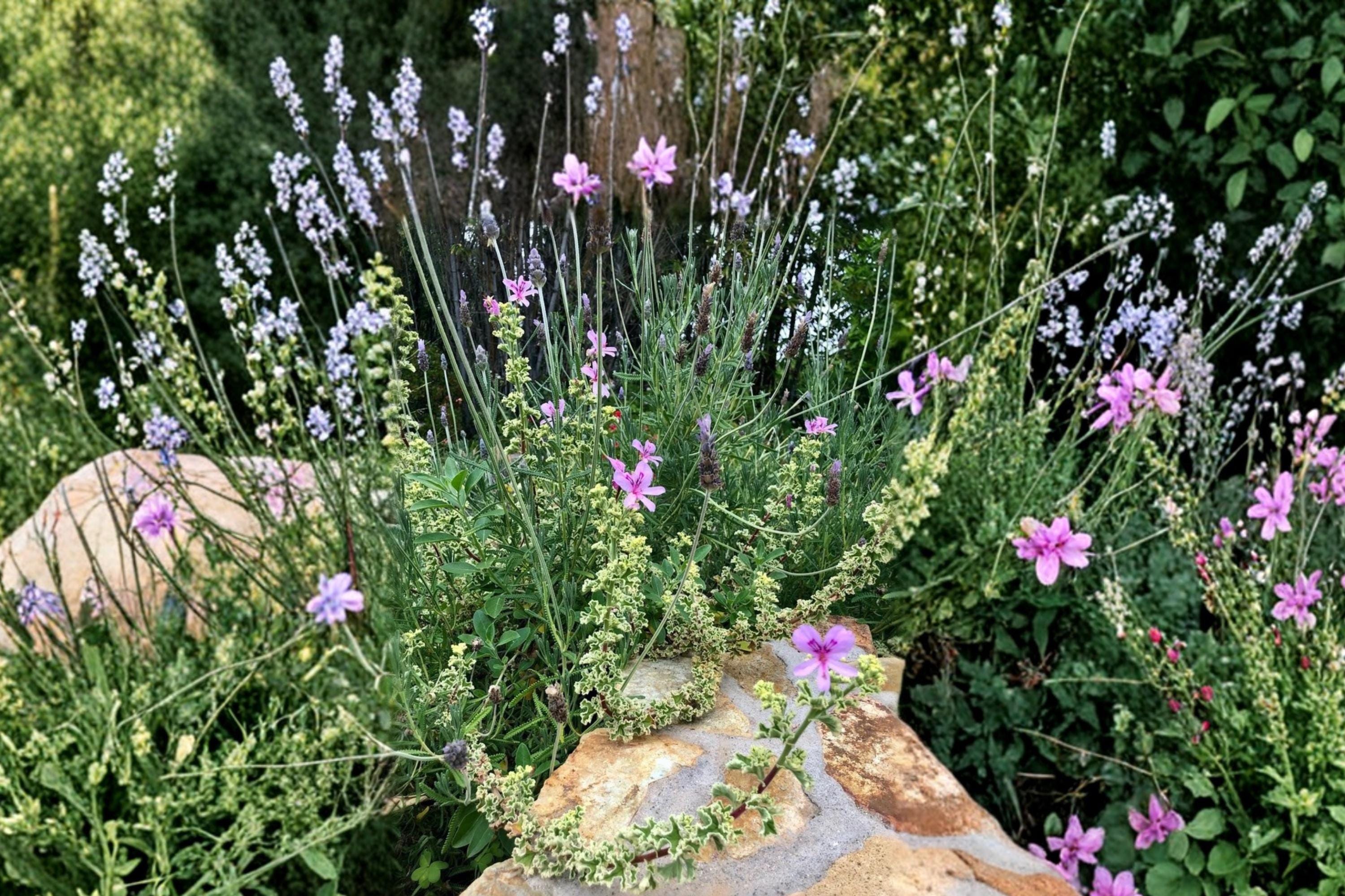 Variegated Geranium 3 Cuttings 6" (Pelargonium) Compact Variegated Plant