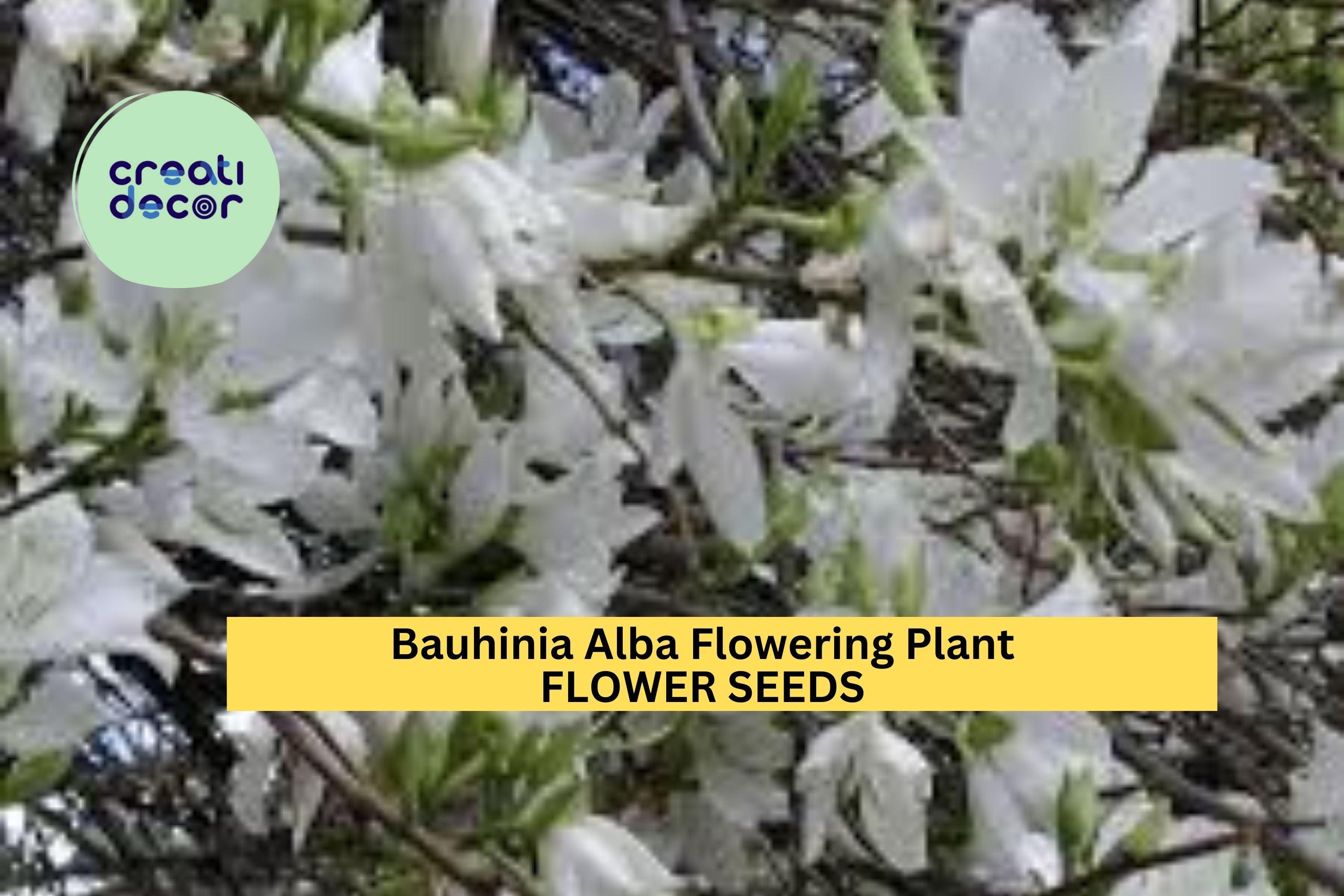 3pcs of 10seeds Bauhinia Alba Seeds – White Orchid Tree Seeds for Planting – Tropical Flowering Tree for Garden Seeds for Planting