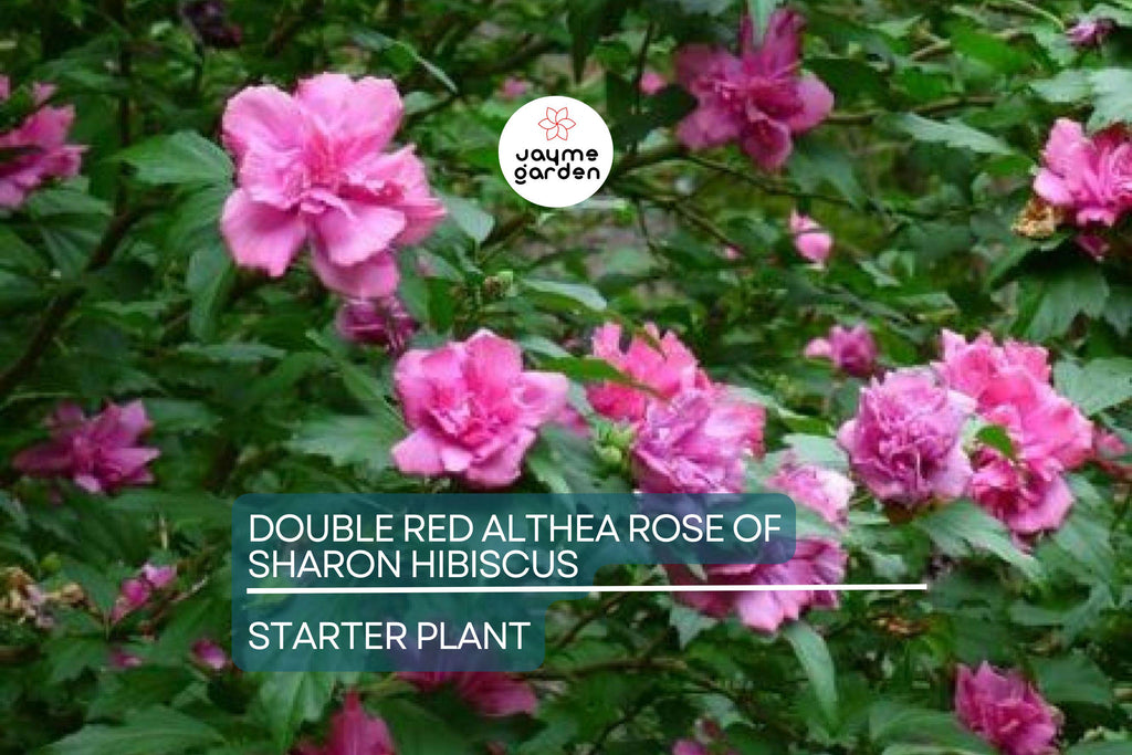 Live Double Red Althea Rose of Sharon Starter Plant | 1/2–1 ft. Bare Root Hibiscus | Fast-Growing, Low Maintenance