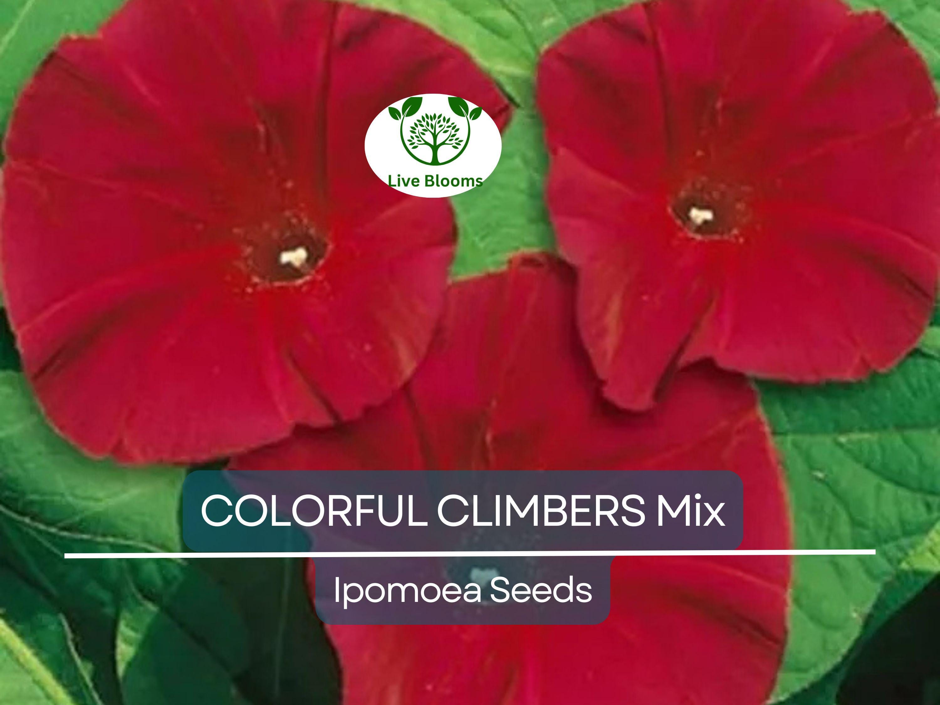 50 Seeds COLORFUL CLIMBERS Mix - Morning Glory, Sweet Pea, Nasturtium Vines, Non-GMO, Fast-Growing, Perfect for Vertical Gardens & Trellises