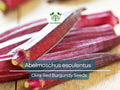 15 Seeds Okra Red Burgundy for Planting (Abelmoschus esculentus) - Vibrant, Red Okra for Home Gardens, Unique, Heat-Tolerant, High Yield
