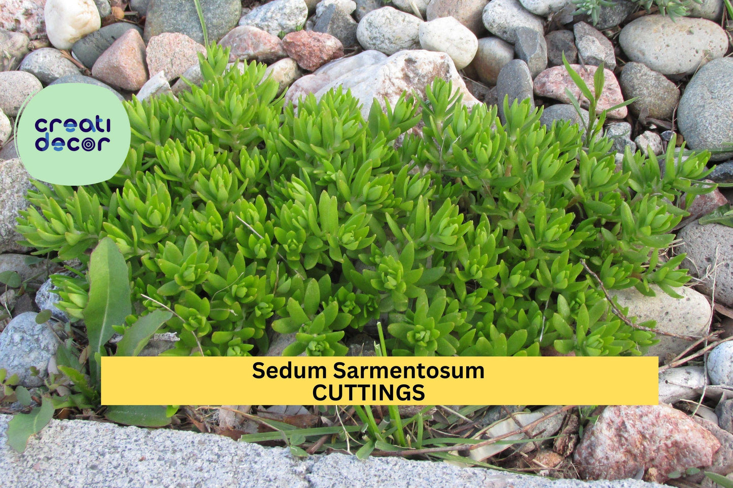 50 Sedum Sarmentosum Cuttings | Fast Growing Creeping Ground Cover | Perennial Succulent | Live Cuttings for Gardens & Pots