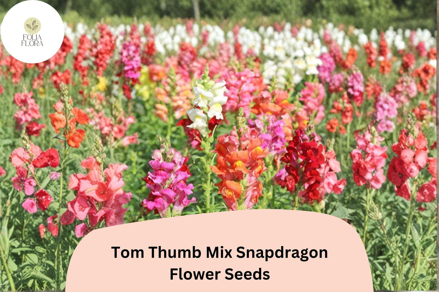 1000+ Tom Thumb Mix Snapdragon Seeds | Antirrhinum majus nanum | Dwarf Colorful Blooms for Borders