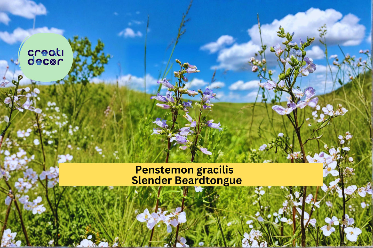 Slender Beardtongue Seeds Penstemon gracilis 100 Count Native Wildflower Garden Plant Purple Blue Flower Seeds