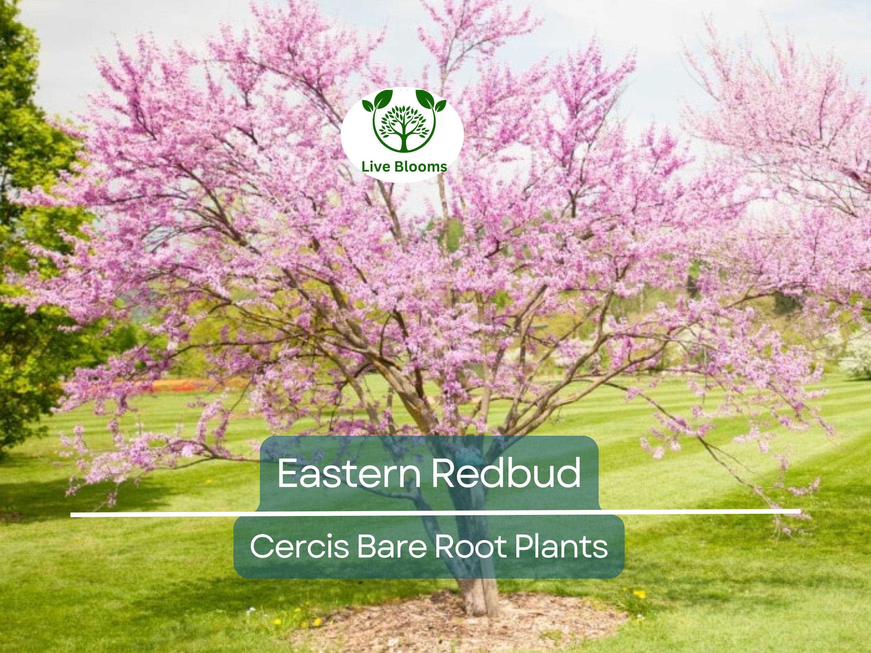 3 Eastern Redbud Trees - Cercis canadensis - 14–18" Live Bare Root Trees - Ornamental, Native, Pink Blooms, Cold Hardy, Easy to Grow