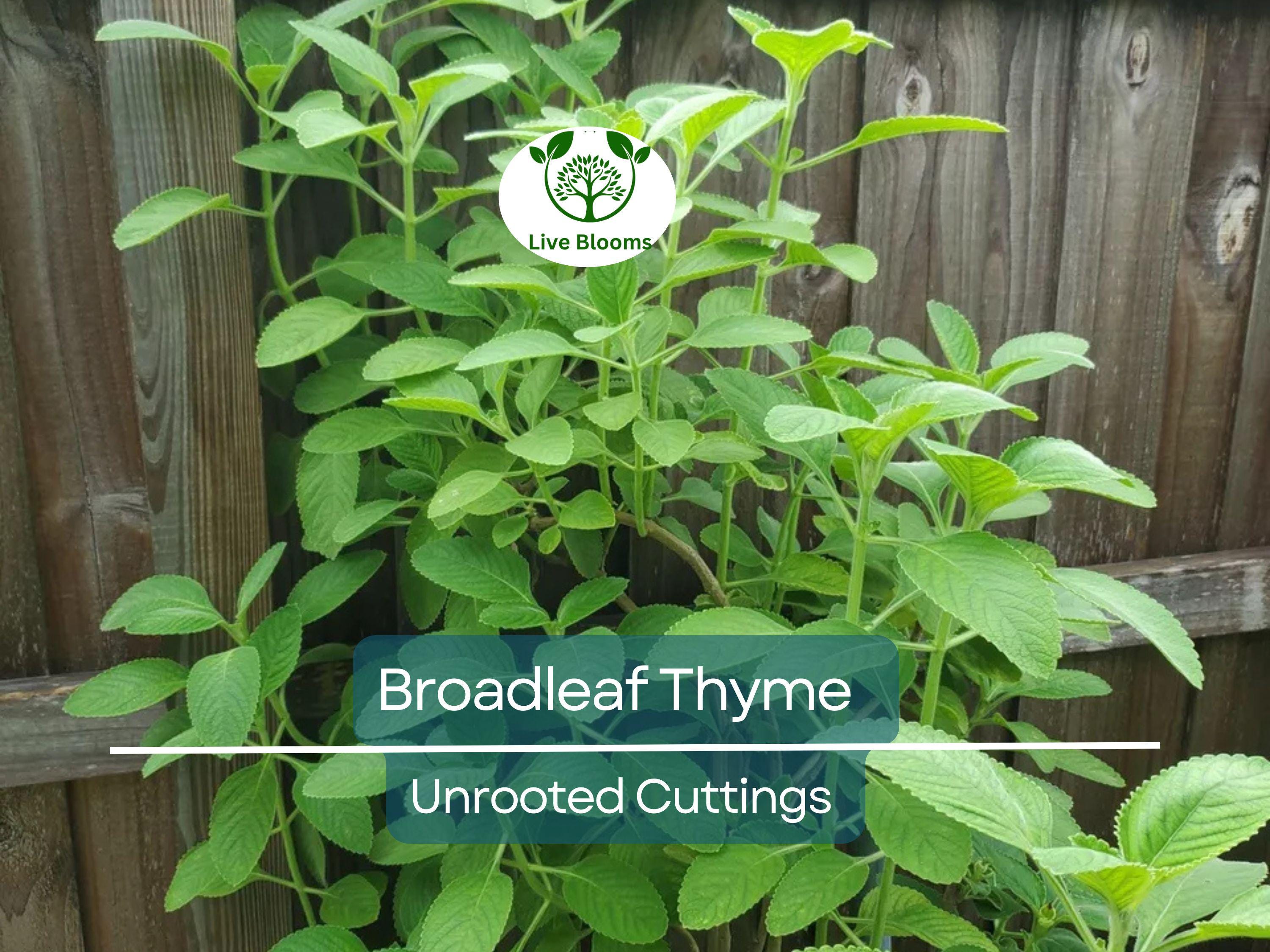 10 Unrooted Cuttings Broadleaf Thyme Spanish Oregano (Coleus amboinicus) 4-8" – Aromatic Herb, Oregano Substitute Plant, Easy Grow Starter