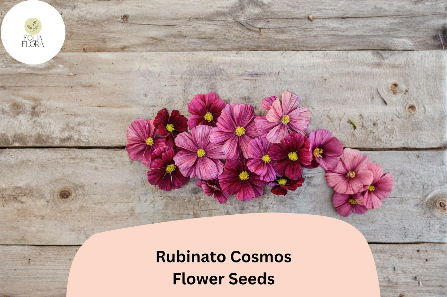 200+ Rubinato Cosmos Seeds | Cosmos Bipinnatus Deep Rose Red Blooms | Annual Garden Flower Seeds for Planting