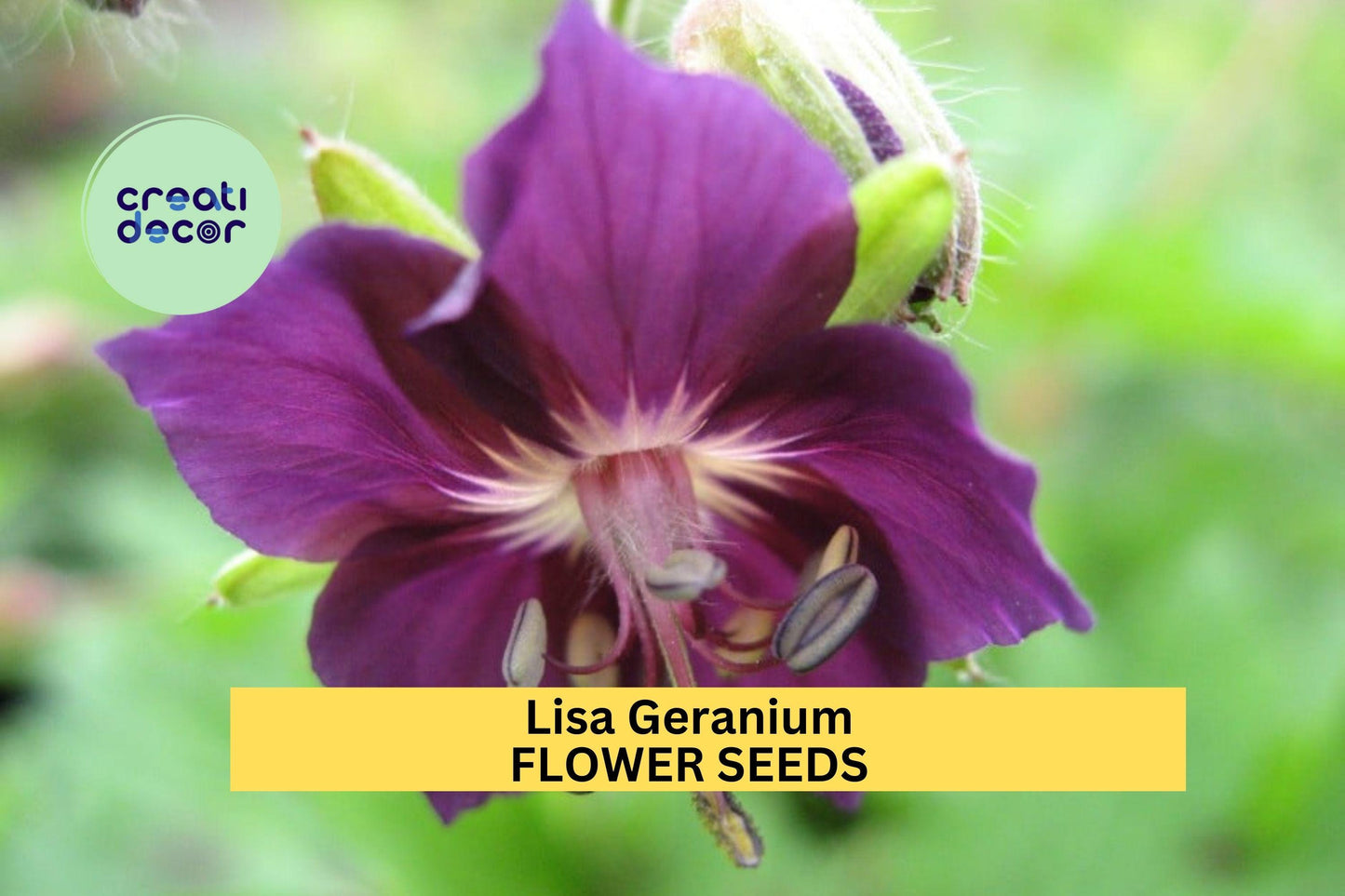 25+ Lisa Geranium Seeds – Bright Pink Compact Blooms for Garden Planting, Ideal for Borders, Beds & Containers – USA