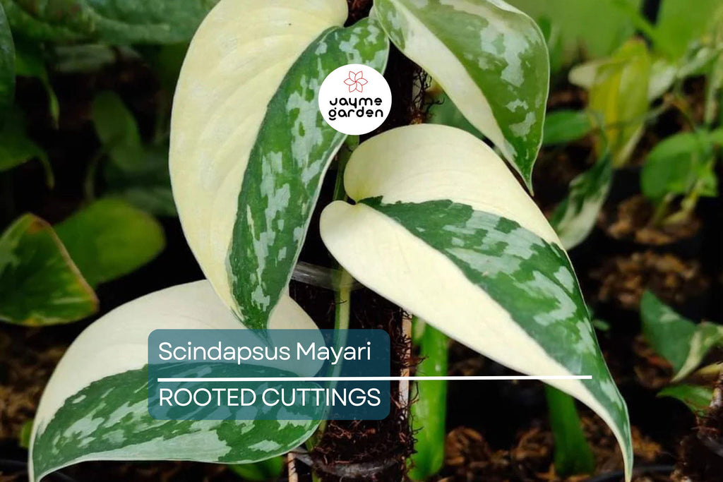 Scindapsus Mayari - Highly Variegated Rooted Cutting (1-2 Leaves) | Rare Cultivar with Stable Variegation