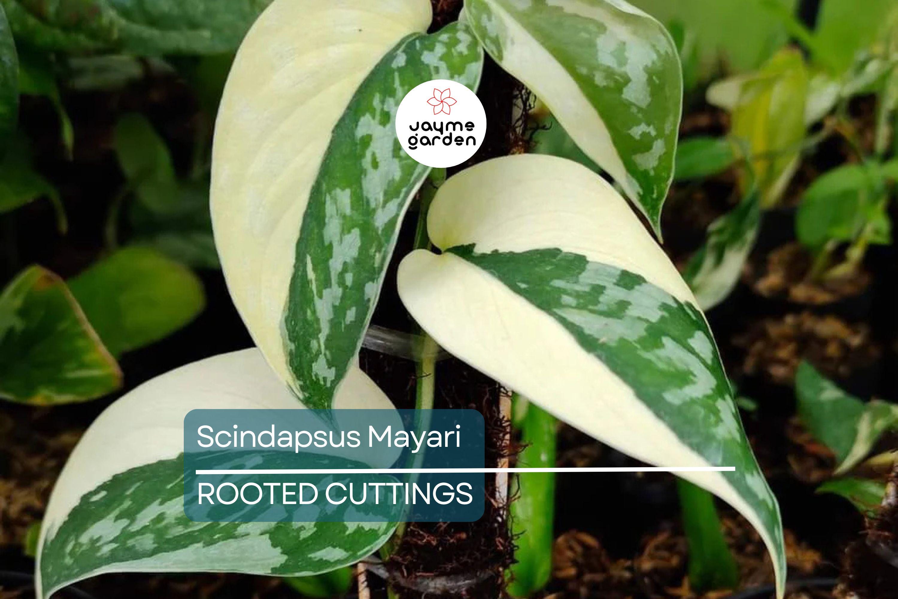 Scindapsus Mayari - Highly Variegated Rooted Cutting (1-2 Leaves) | Rare Cultivar with Stable Variegation