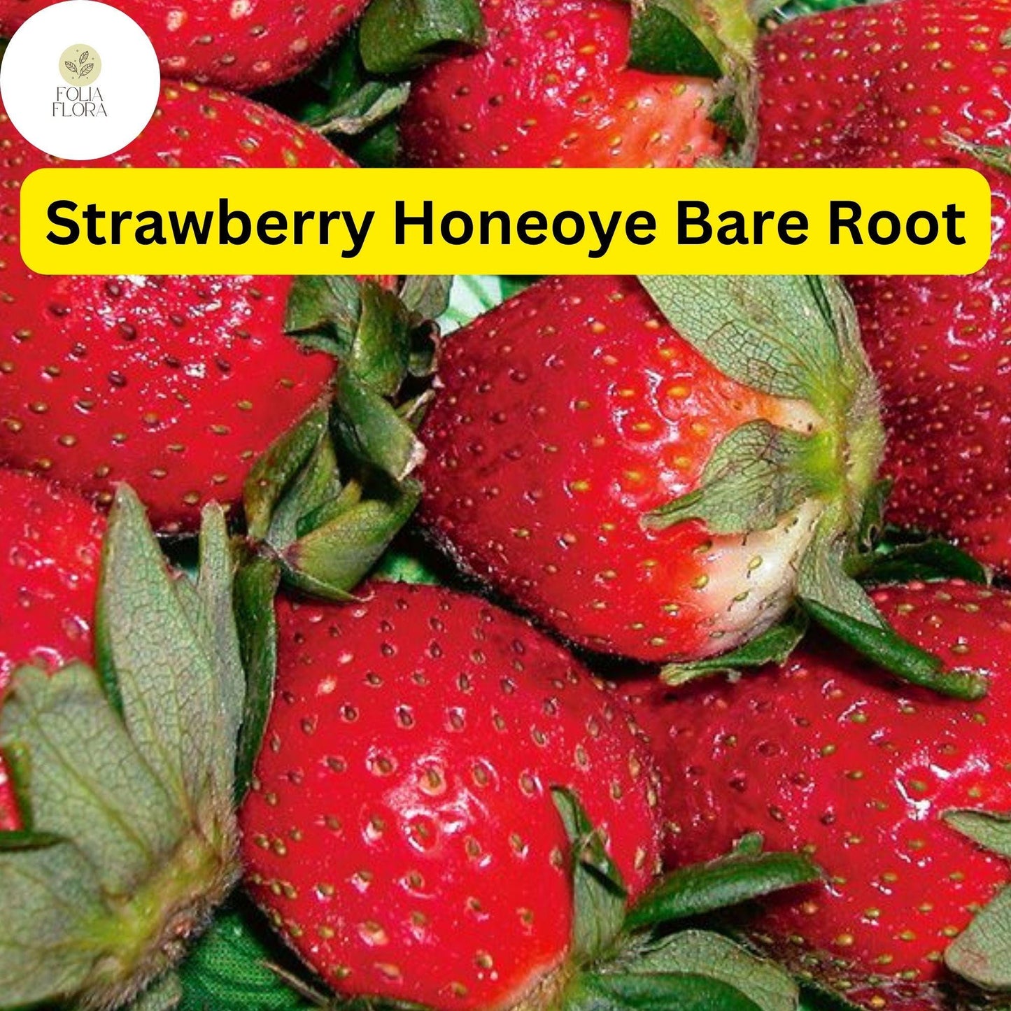 Honeoye Strawberry Plants - 12 Bare Root Sweet Berry Plants for Zones 4-9 - High-Yield & Juicy Fruit