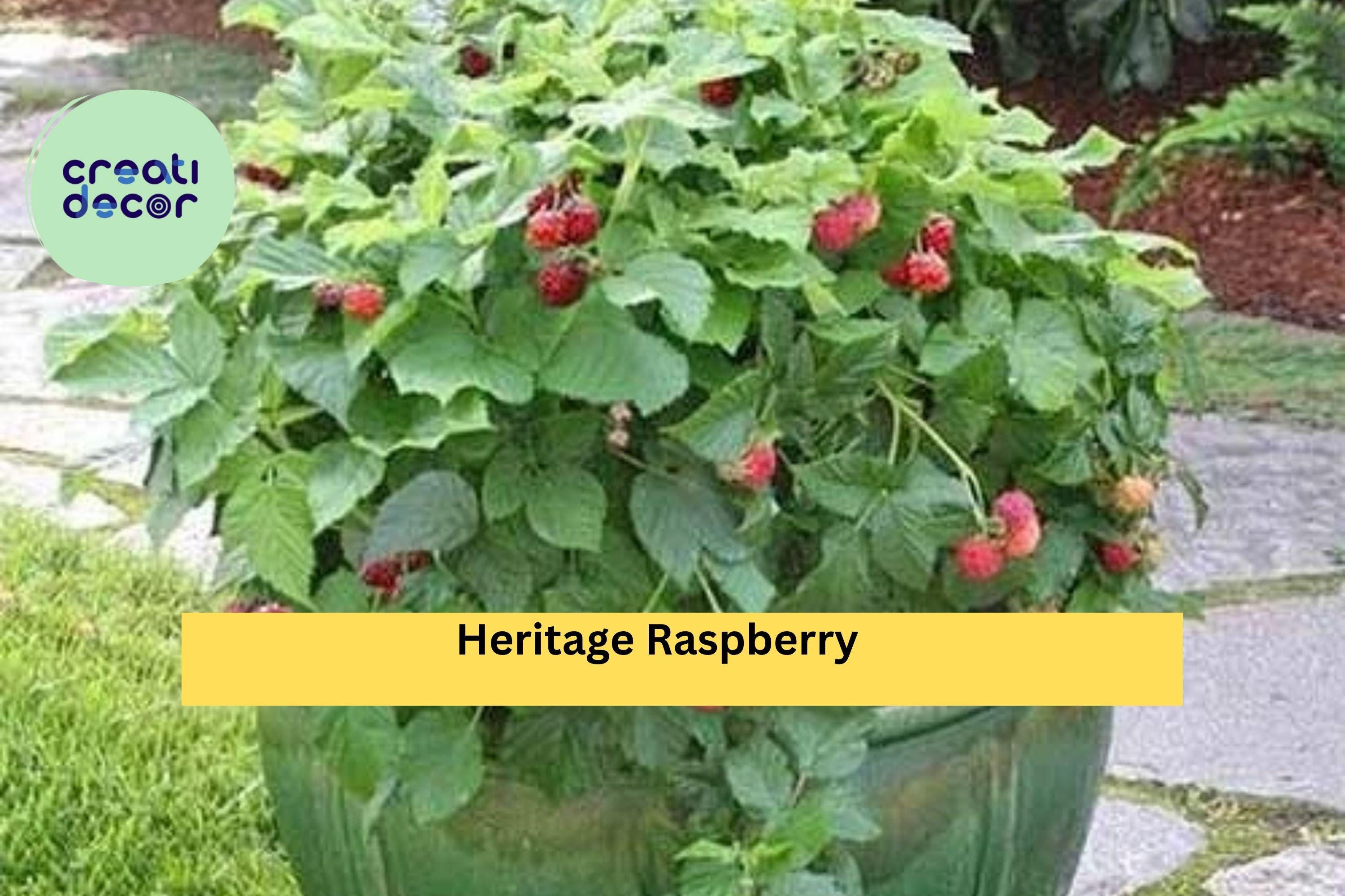 Heritage Raspberry Plant – Live 3-Year-Old Large Mature Rooted Plant, Rubus idaeus Perennial Fruit Bush for Garden, Patio, or Orchard
