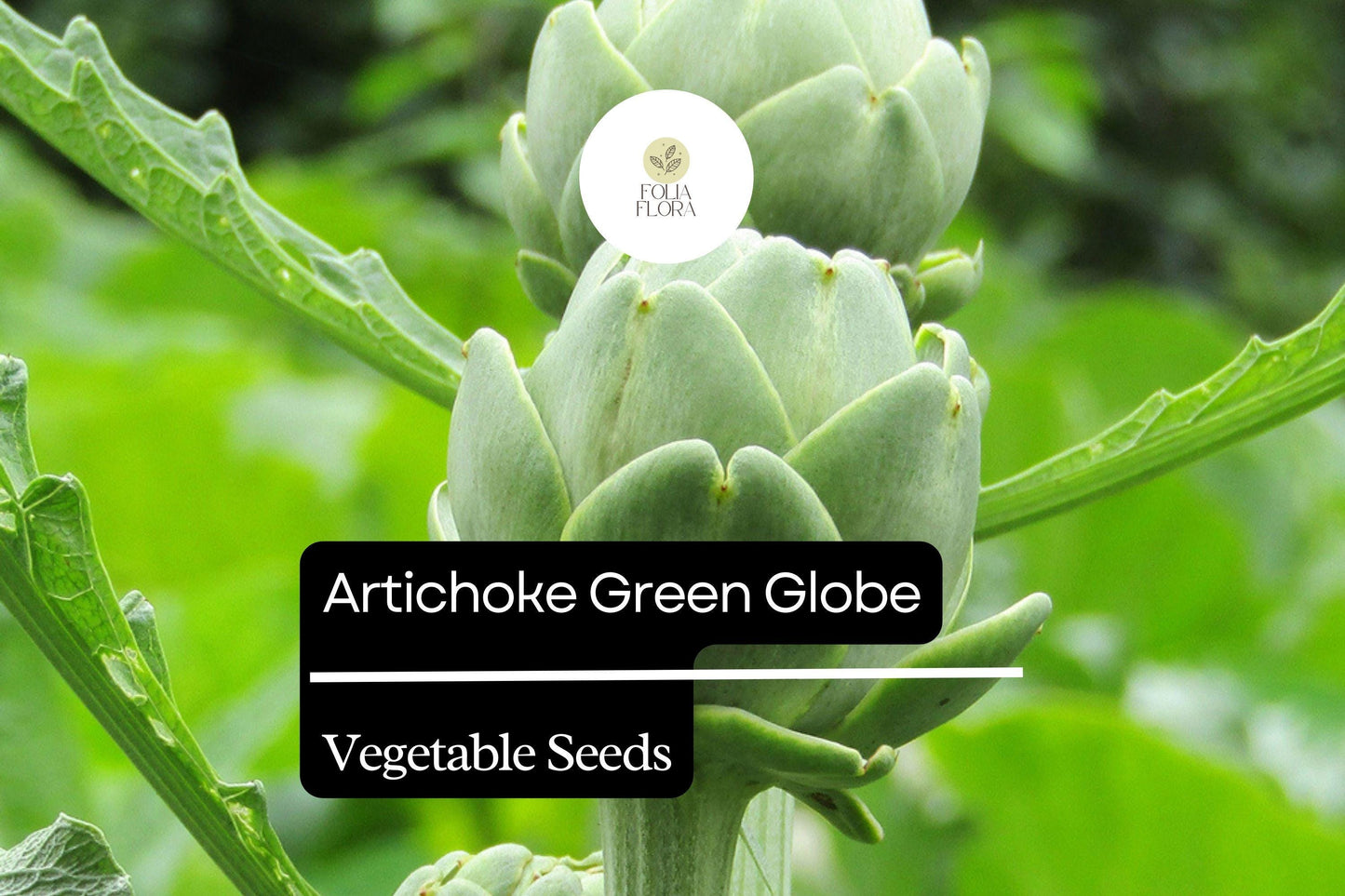 Artichoke Green Globe Seeds - 500mg Heirloom Variety (Cynara scolymus) - Easy to Grow, Edible Perennial Vegetable Plant Seeds
