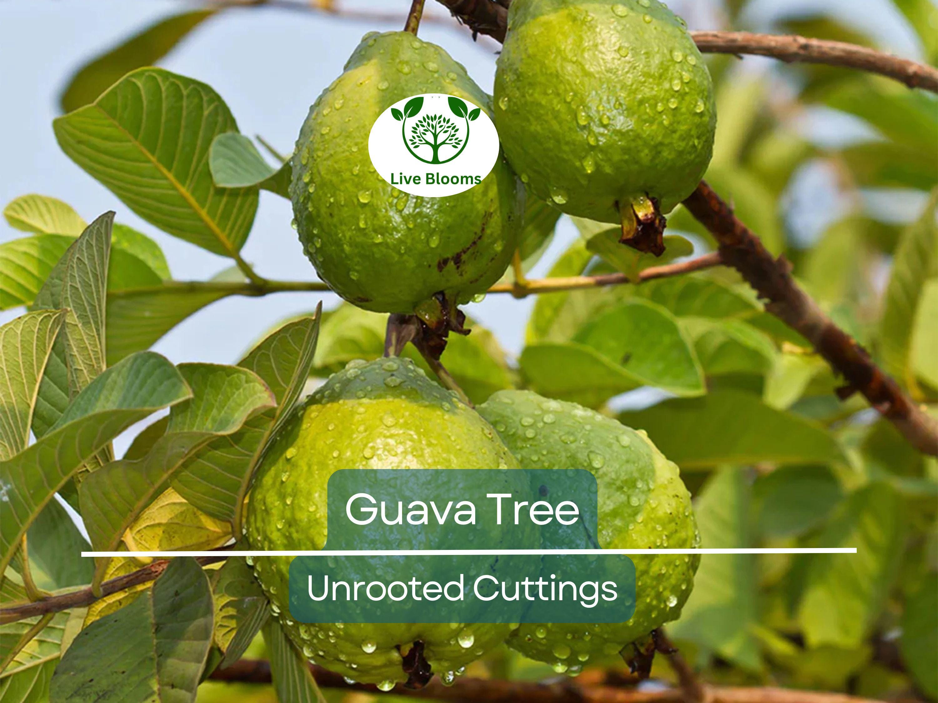 3 Guava Unrooted Cuttings 4-5" | Psidium Guajava | Tropical Fruit Tree, Guava Plant Propagation