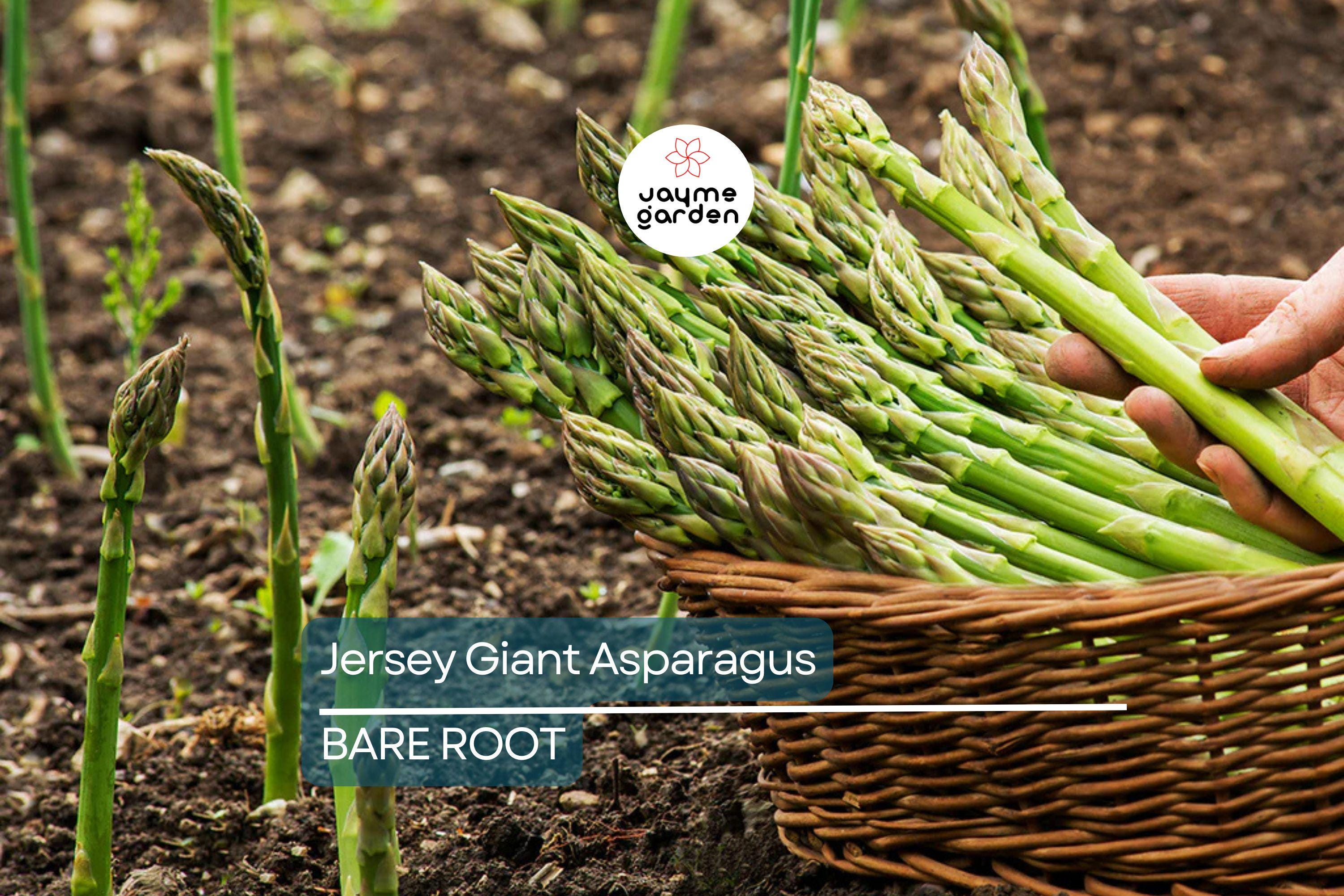 10 Jersey Giant Asparagus Live Bare Root Crowns | 2-Year Plants for High Yield | Cold Hardy & Disease Resistant | Easy to Grow