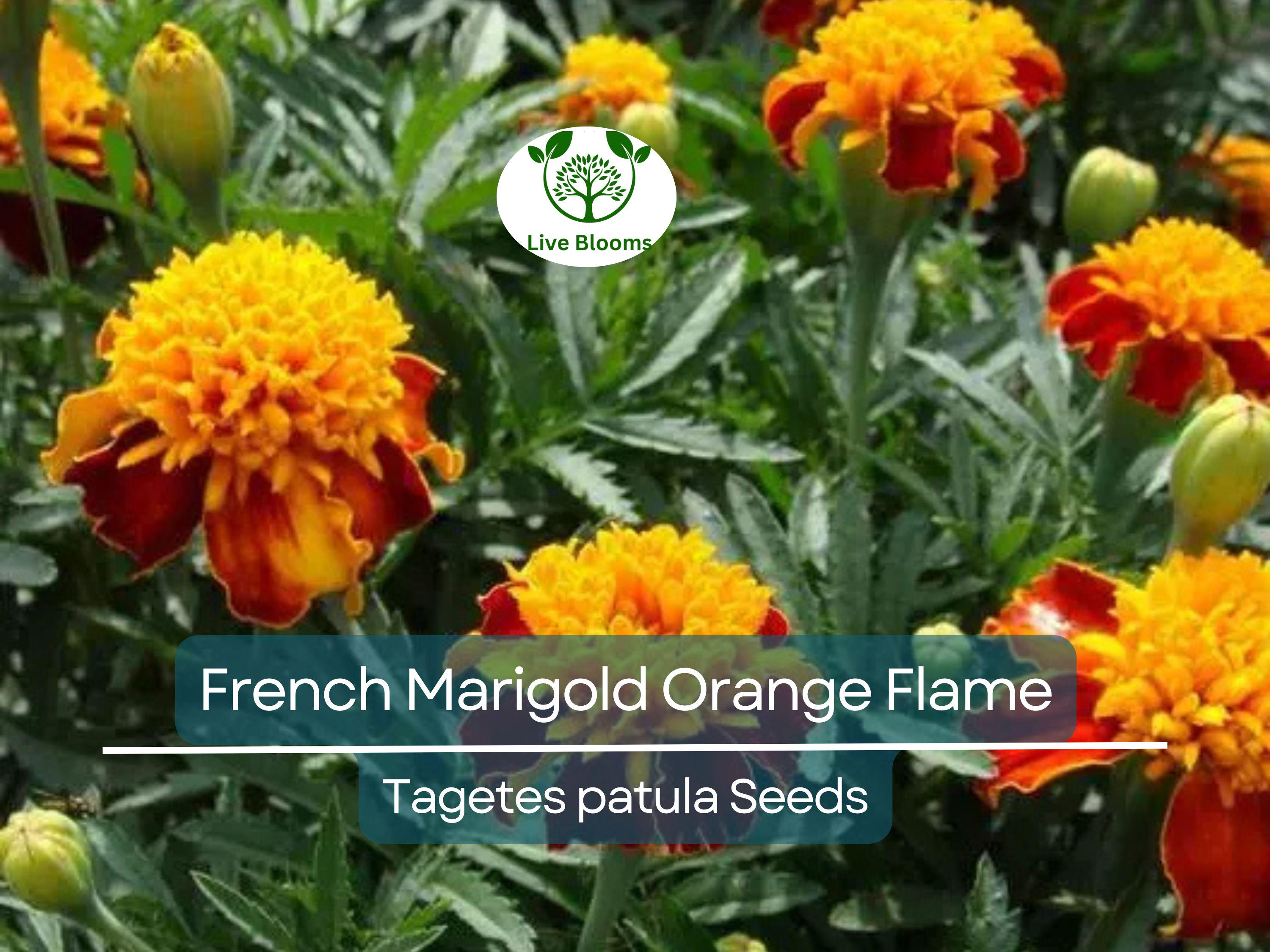 200 Seeds French Marigold Orange Flame Double Dwarf – Beneficial, Non-GMO, Bright Orange Flowers, Compact, Edible Plant