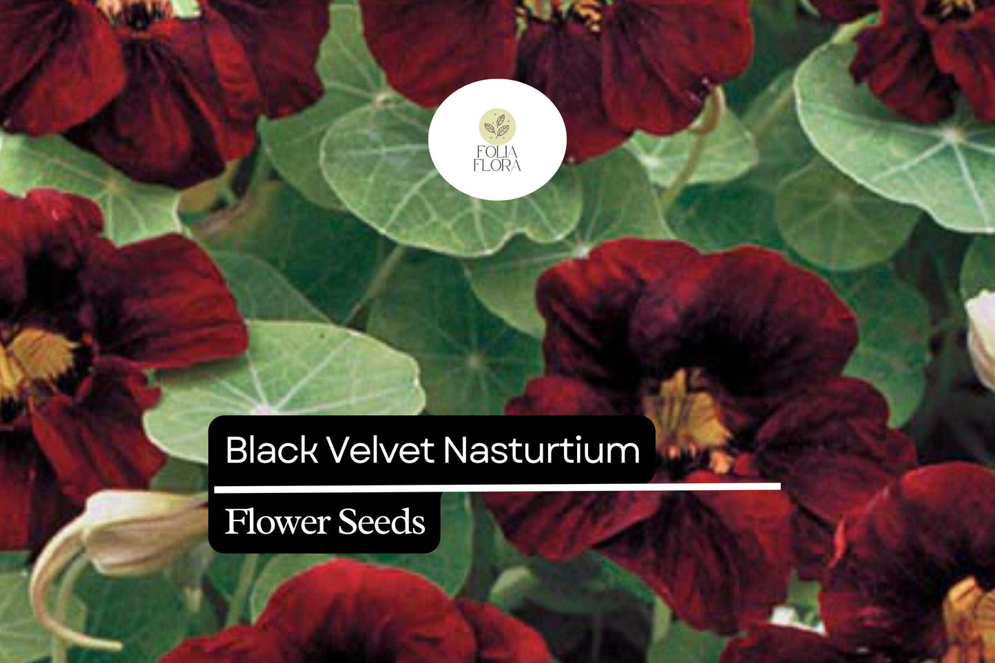 Black Velvet Nasturtium (Tropaeolum majus) – Striking Dark Flowers, Edible Blooms, Ideal for Gardens and Containers