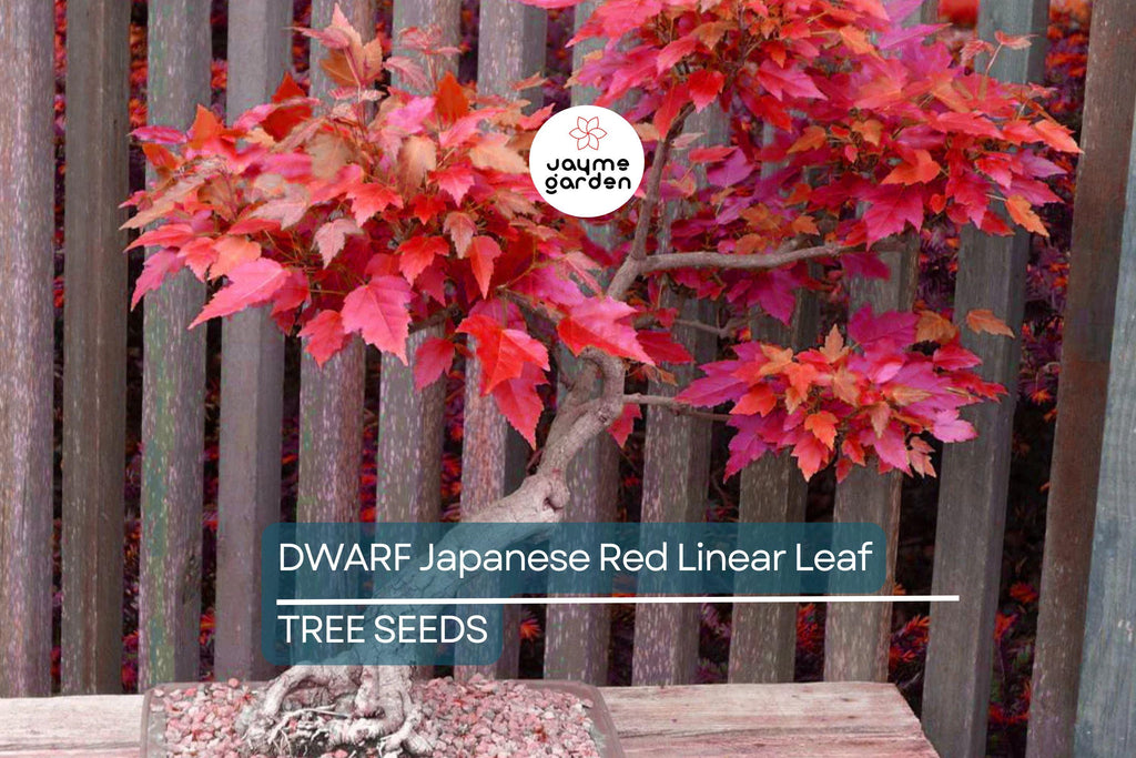 10 Dwarf Japanese Red Linear-Leaf Maple Seeds (Acer Scolopendrifolium) - Bonsai or Patio Tree