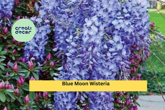 Blue Moon Wisteria Live Plant | 10–12 Inch Starter Vine | Cold Hardy Fast-Growing Perennial Climber with Fragrant Blue Flowers