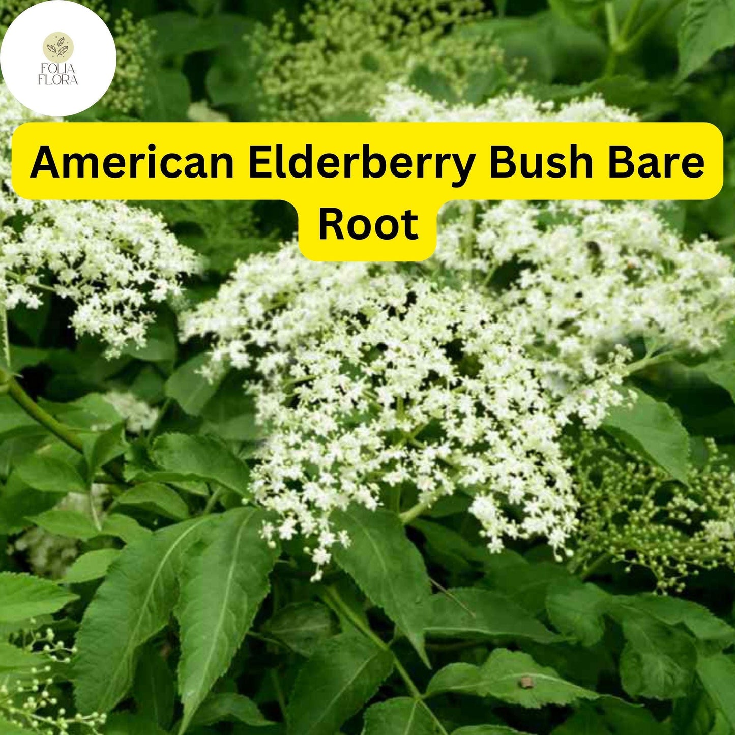 2 Sambucus canadensis American Elderberry Bush - Live Bare Root Plant for Zones 3-9 - Edible Berries, Wildlife-Friendly
