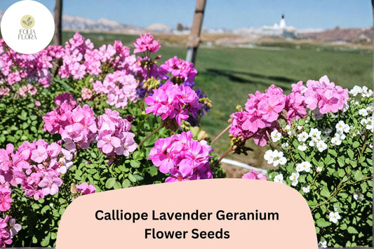 25+ Calliope Lavender Geranium Seeds | Bright Purple Blooms | Hybrid Zonal Ivy Geranium for Garden Pots or Beds