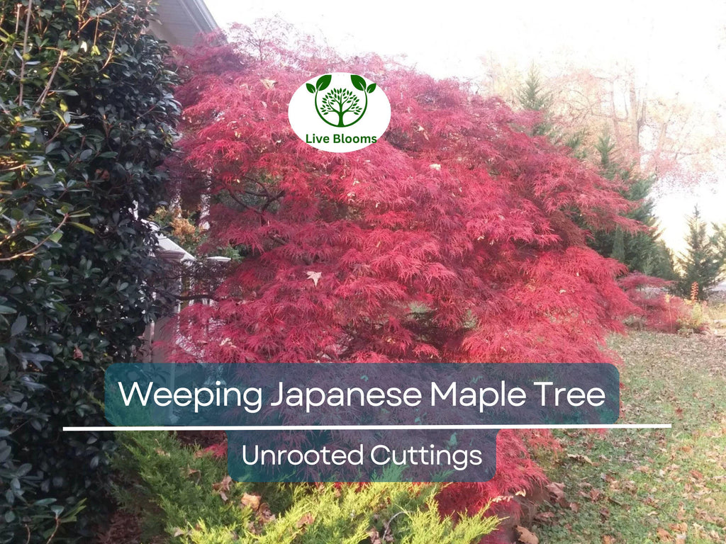 10 Thin Japanese Maple Weeping Tree 'Garnet' Unrooted Cuttings for Rooting & Grafting (6-7") - Acer palmatum