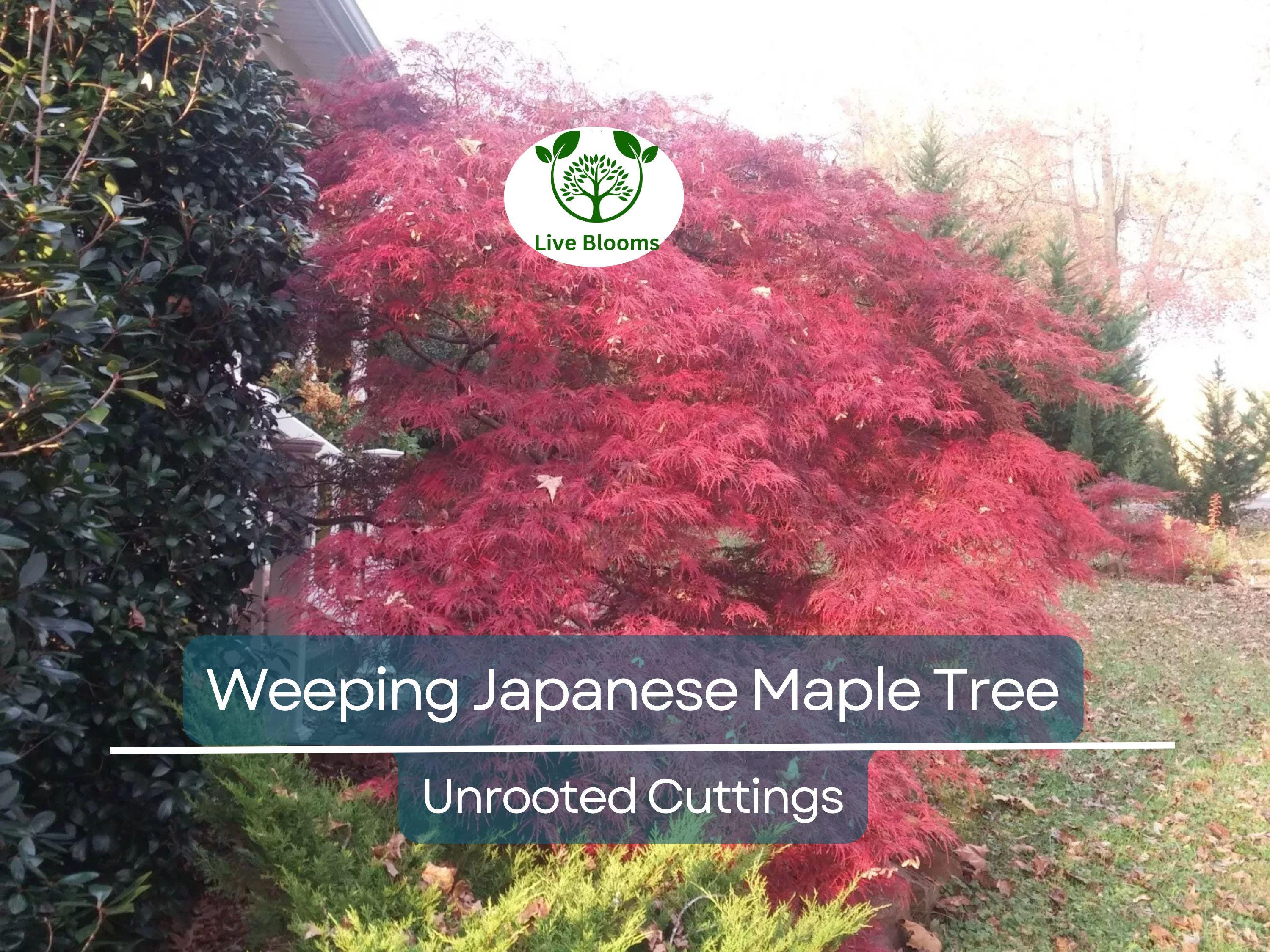 10 Thin Japanese Maple Weeping Tree 'Garnet' Unrooted Cuttings for Rooting & Grafting (6-7") - Acer palmatum