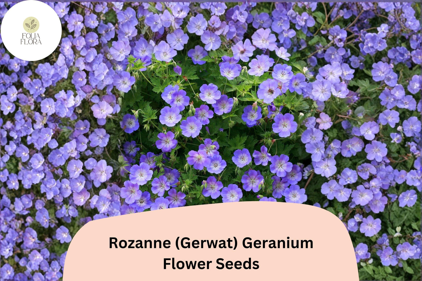 25+ Rozanne (Gerwat) Geranium Seeds | Purple Cranesbill | Hardy Perennial Geranium Seeds for Garden Borders & Containers