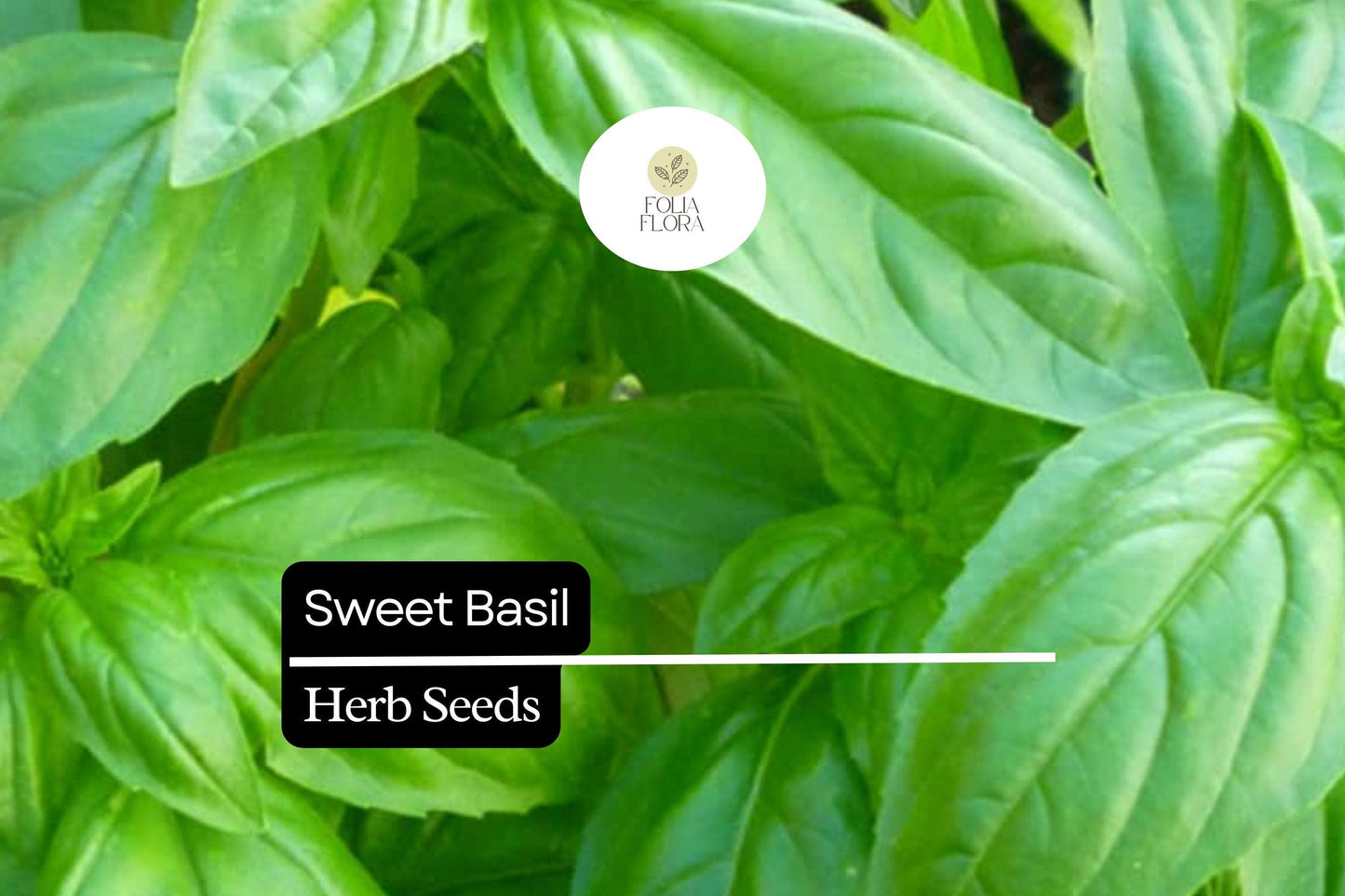 600 Seeds Sweet Basil – Ocimum basilicum, Classic Culinary Herb for Cooking & Gardening