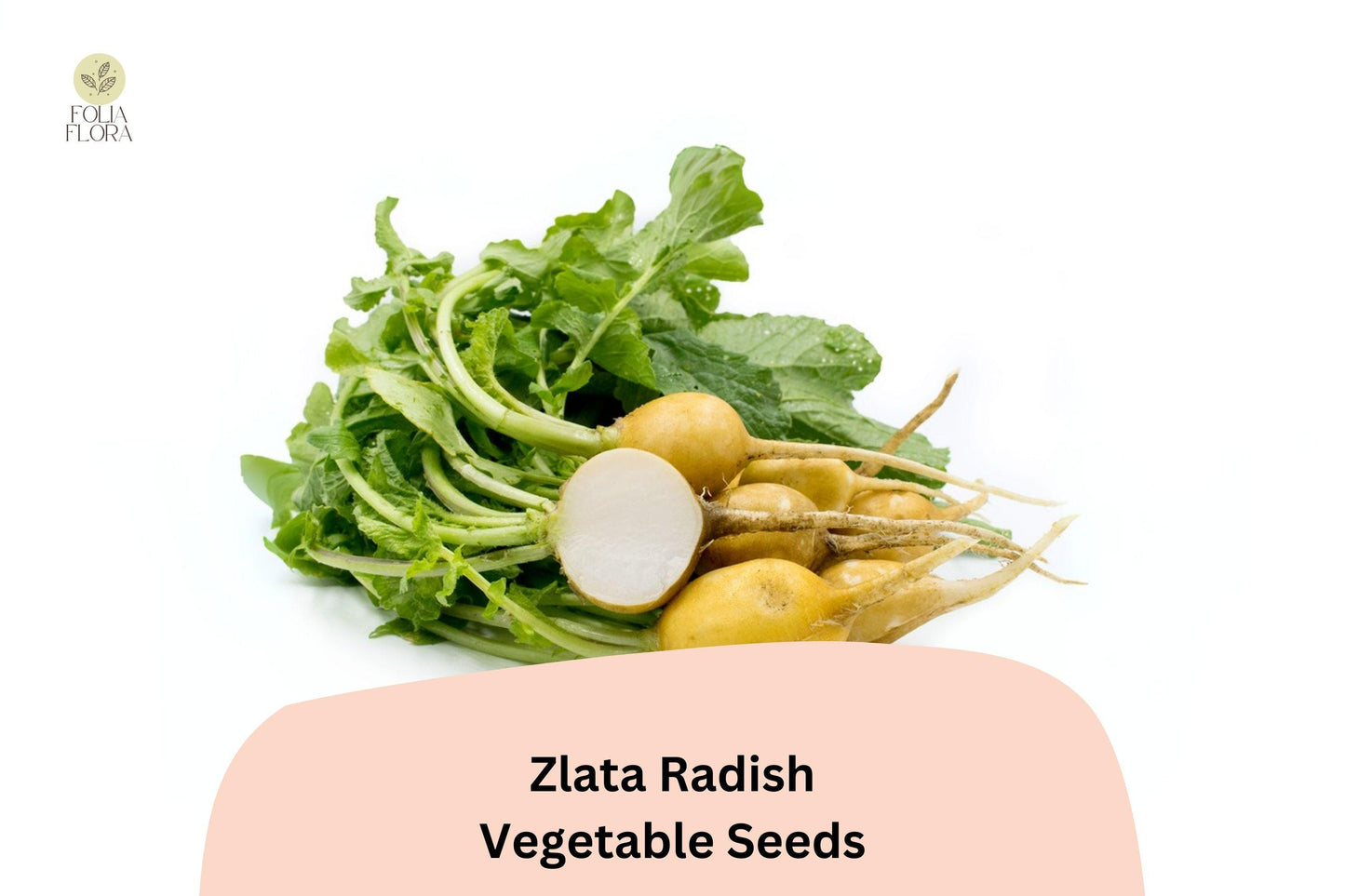 500+ Zlata Radish Seeds – Heirloom Garden Radish, Crisp Edible Roots
