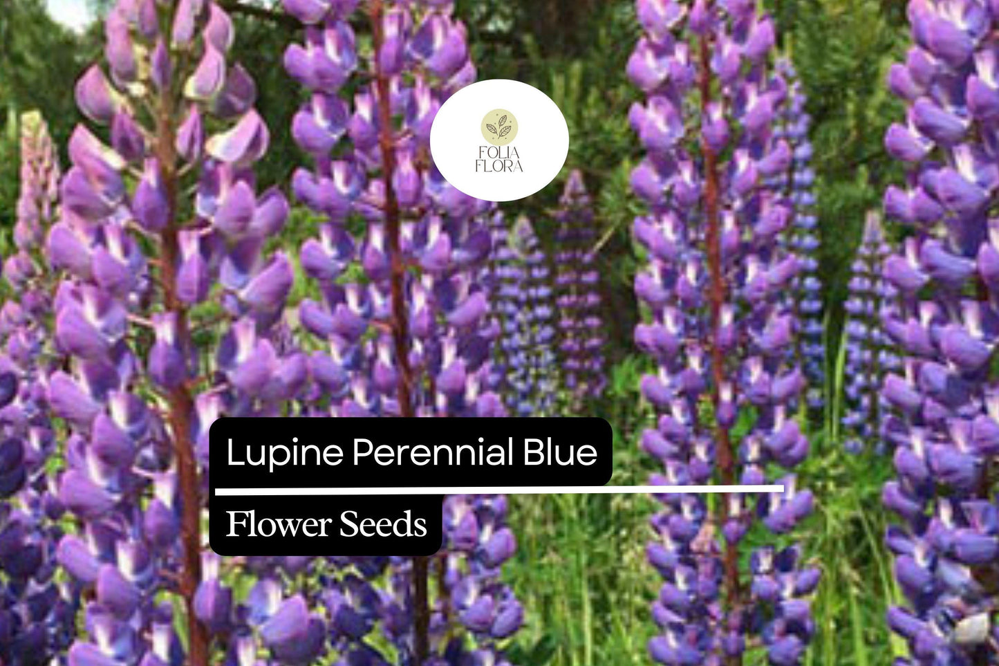 500mg Perennial Blue Lupine Seeds - Lupinus polyphyllus, Hardy Pollinator-Friendly Wildflower