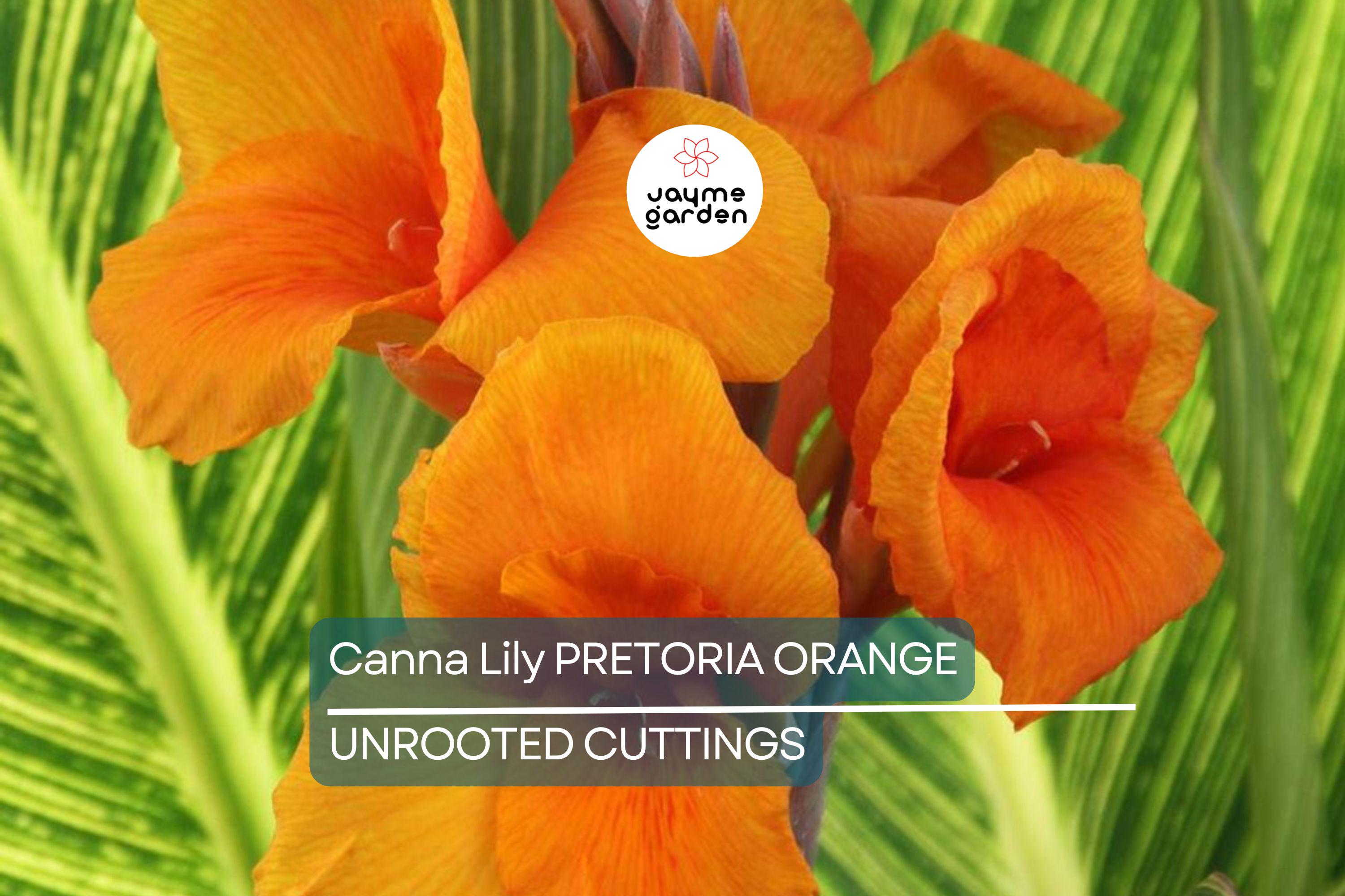 Canna Lily Pretoria Bengal Tiger Bulb, Orange Variegated Flowers, Tropical Accent, Award-Winning, USDA Zones 8-11, Live Plant Bulb