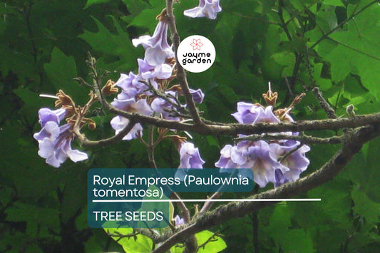 50 Royal Empress Tree Seeds - Fastest Growing Tree - Lavender Flowers - Shade Tree - Non-GMO - Paulownia tomentosa