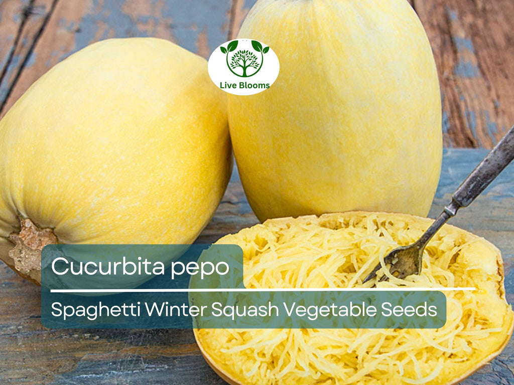 1000 mg Spaghetti Winter Squash Seeds - Cucurbita pepo | Heirloom Squash for Planting, Gardening & Healthy Pasta Alternative