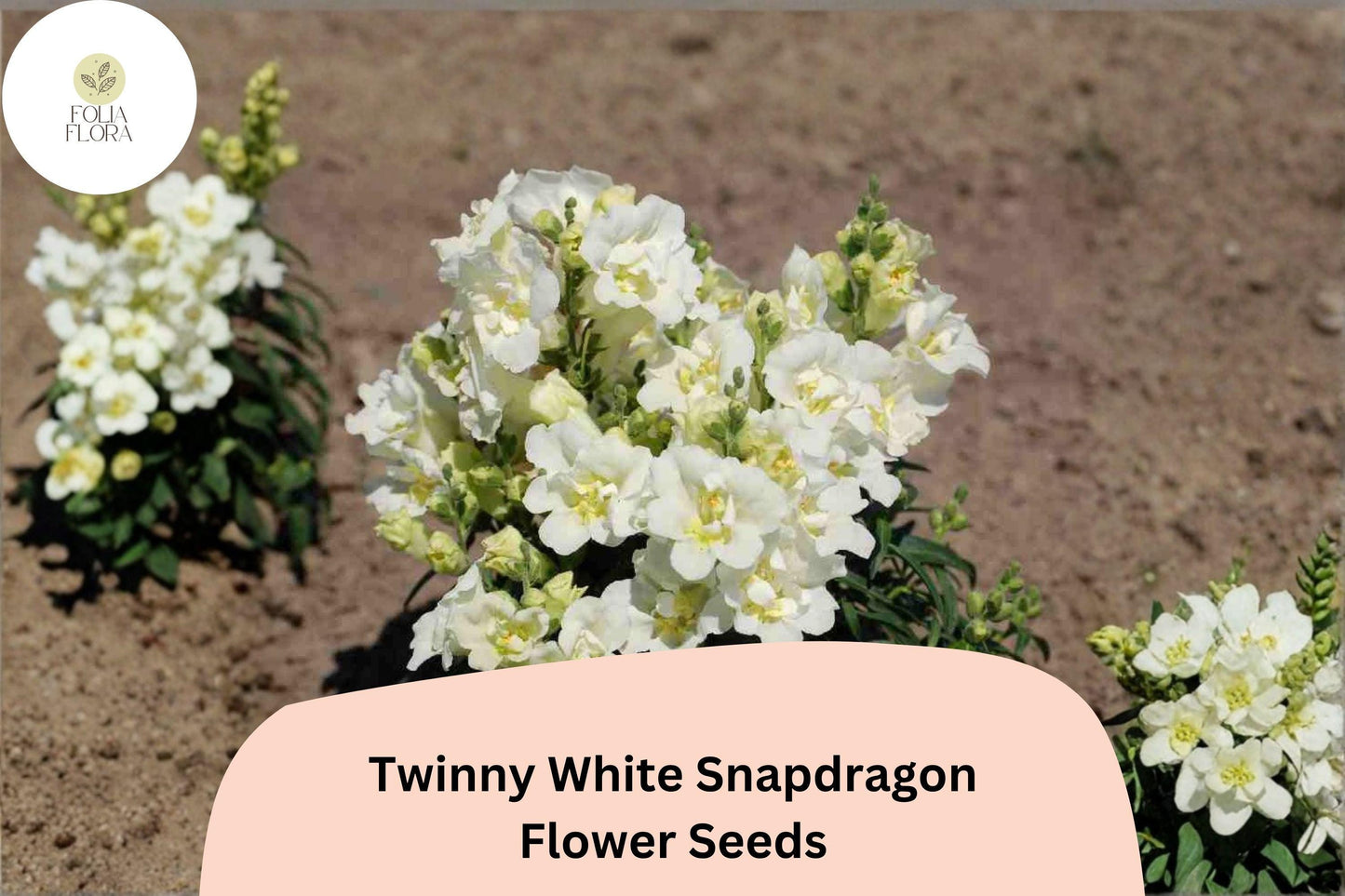 1000+ Twinny White Snapdragon Seeds | Antirrhinum majus | Double Pure White Blooms for Borders & Pots