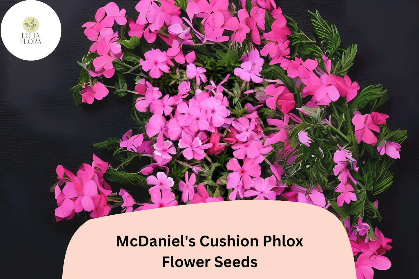 100+ McDaniel's Cushion Phlox Seeds – Creeping Groundcover Flowers, Phlox subulata