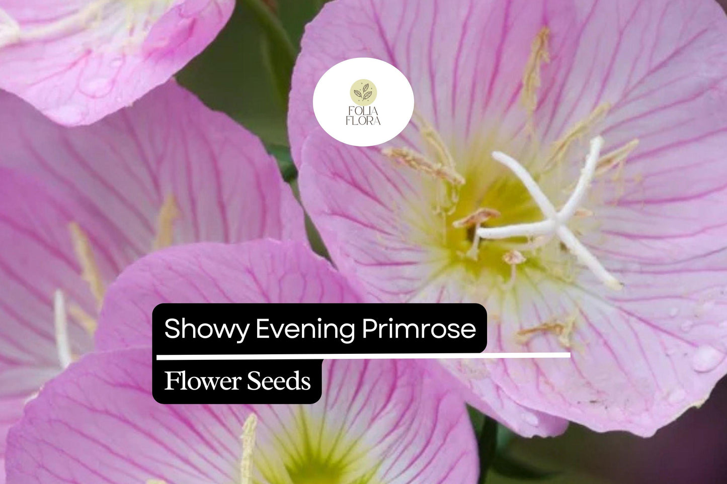 Showy Evening Primrose, Oenothera Speciosa, Pink Perennial Wildflower