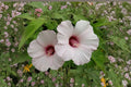 Rose Mallow – Hibiscus militaris 20 Seeds | Native Hardy Hibiscus | Large Pink Blooms | Wetland Perennial