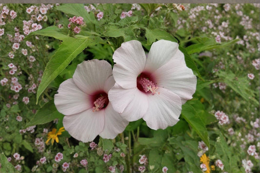 Rose Mallow – Hibiscus militaris 20 Seeds | Native Hardy Hibiscus | Large Pink Blooms | Wetland Perennial