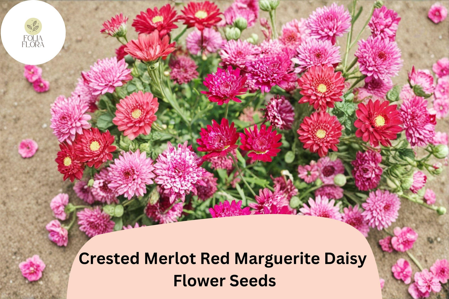 200+ Crested Merlot Red Marguerite Daisy Seeds | Argyranthemum frutescens | Deep Red Blooms | Annual Garden Flower