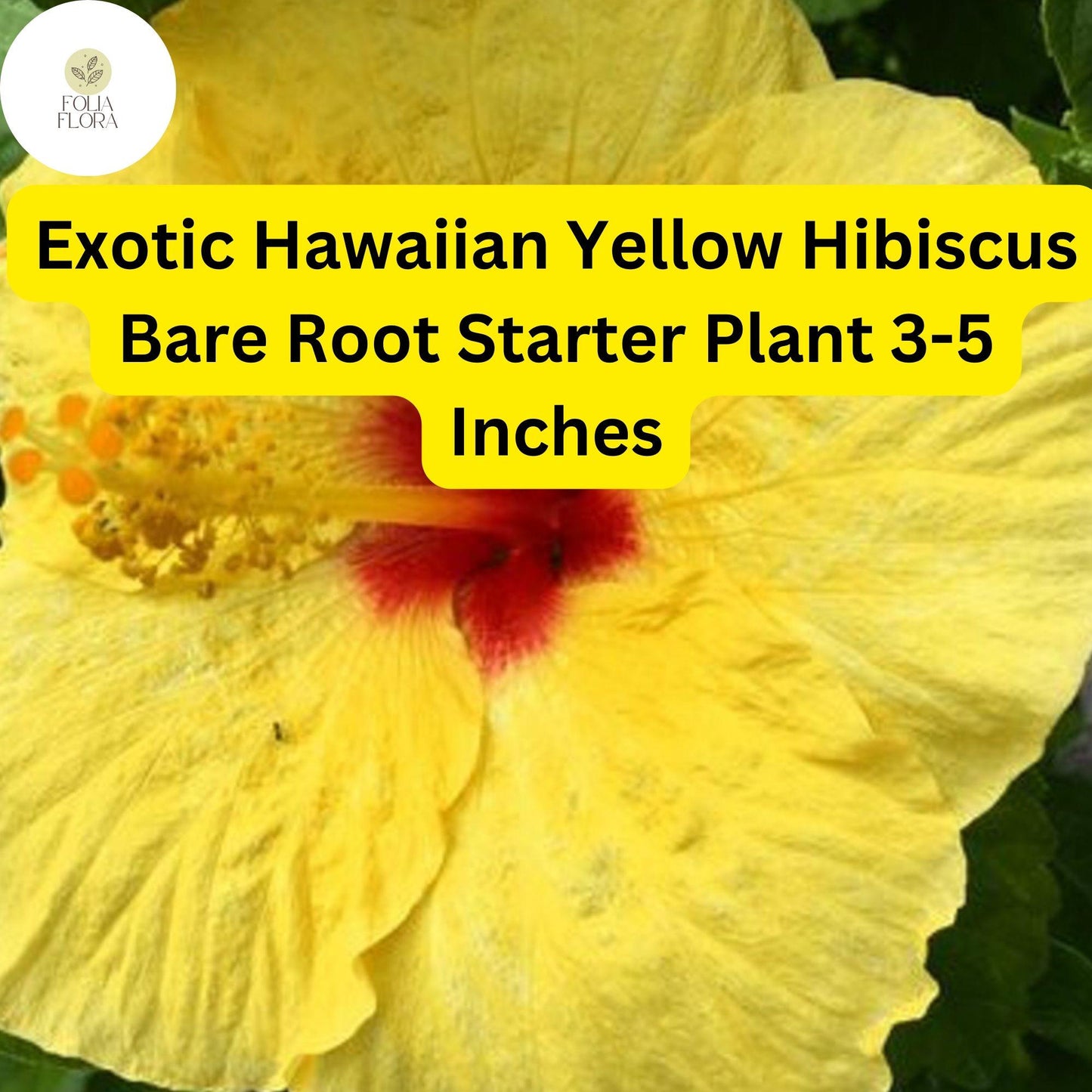 1 Hibiscus rosa-sinensis 'Hawaiian Yellow' - Exotic Yellow Hibiscus Bare Root Live Starter Plant 3-5 Inches