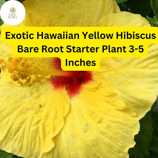 1 Hibiscus rosa-sinensis 'Hawaiian Yellow' - Exotic Yellow Hibiscus Bare Root Live Starter Plant 3-5 Inches