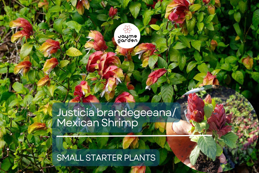Justicia brandegeeana Mexican Shrimp Starter Plant - Red Maroon Blooms, 5-7 Inches Tall - Tropical Beauty for Gardens & Containers