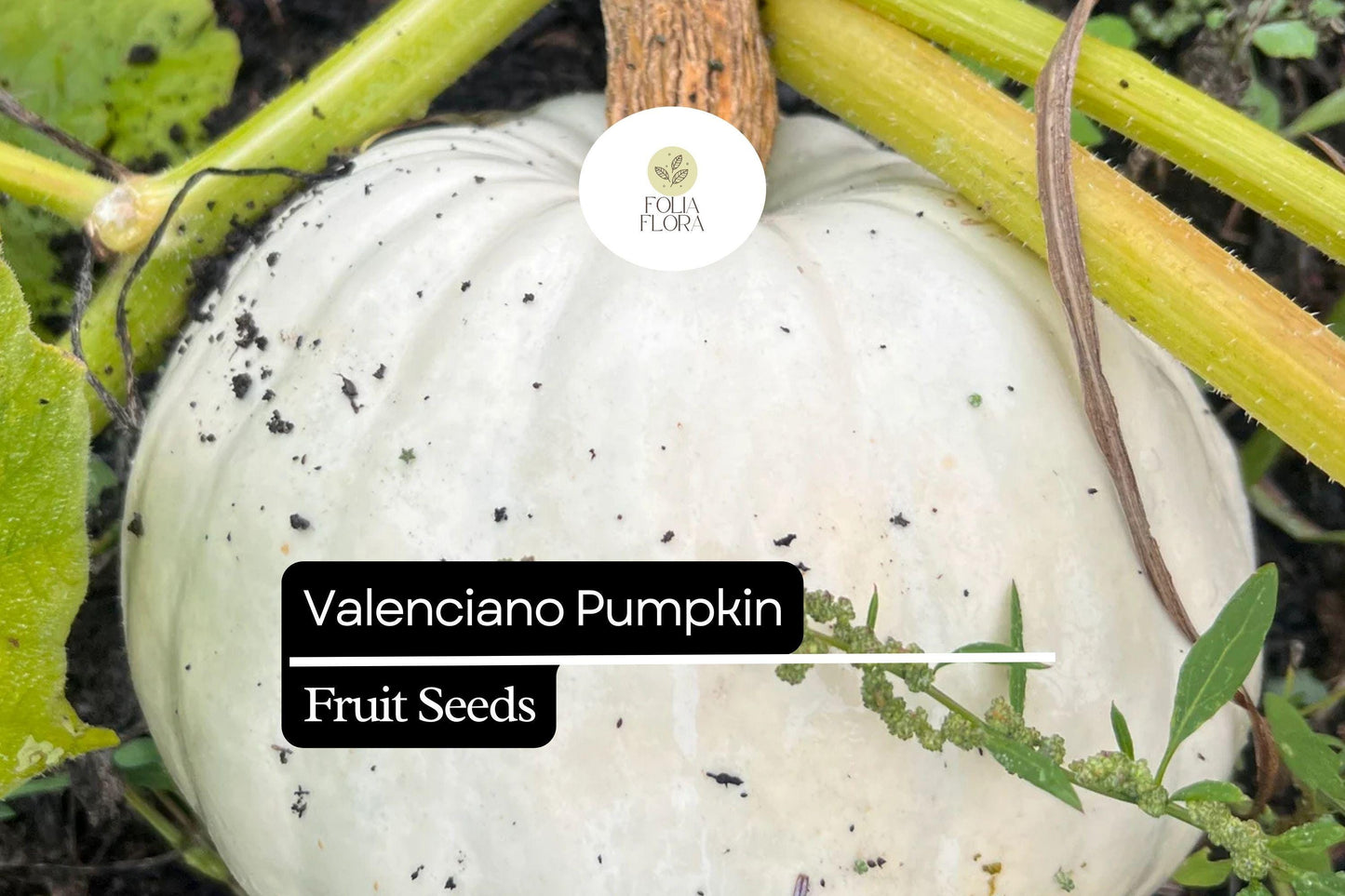 5 Seeds Valenciano Pumpkin (Cucurbita pepo) – Classic White Heirloom Pumpkin for Decoration & Cooking