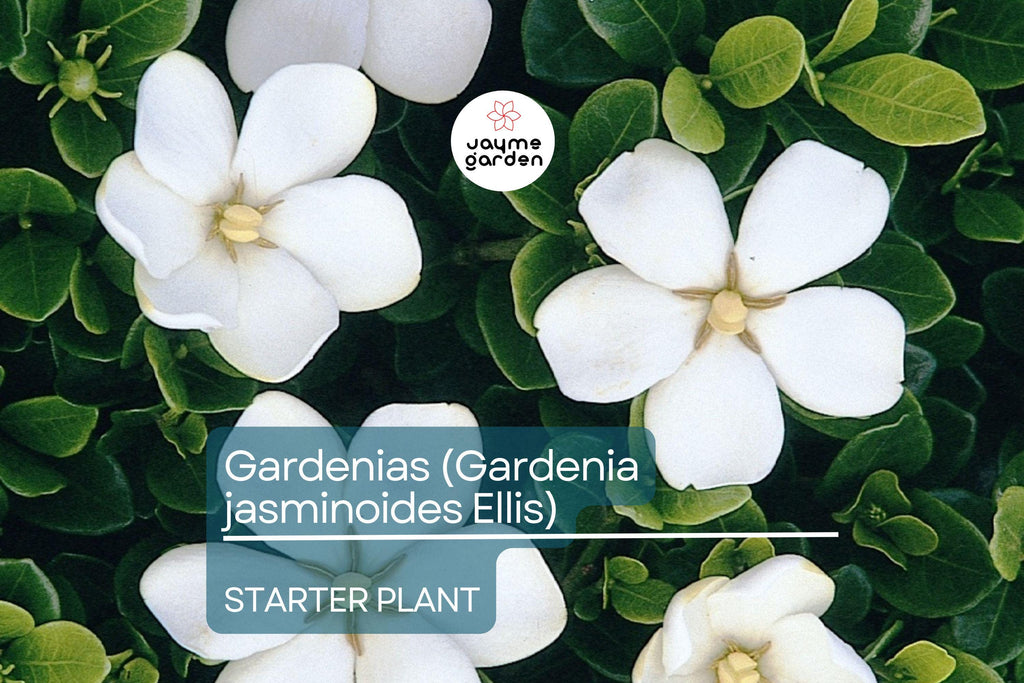 Gardenia Starter Plant (Gardenia jasminoides) – Fragrant Live Shrub, 1-2 Ft Tall, Ready to Plant, Lush Green Foliage & White Blooms