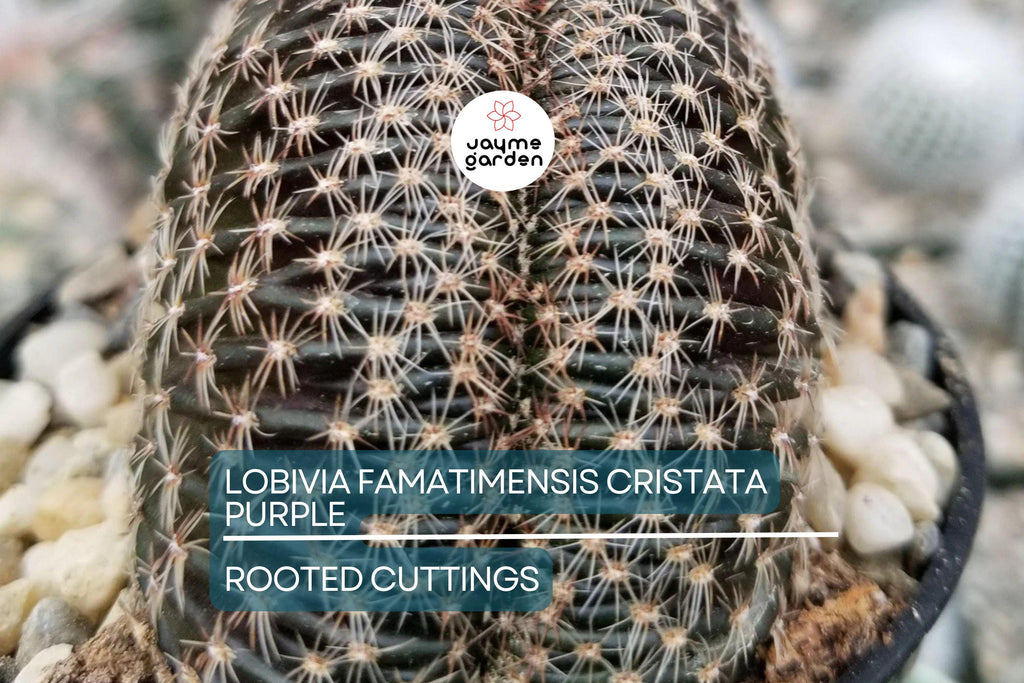 LOBIVIA FAMATIMENSIS CRISTATA purple - Rare Grafted Cactus, Brain Coral Shape, Orange Blooms