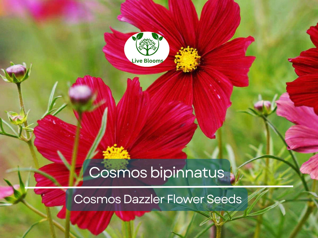 1 Gram Seeds Cosmos Dazzler for Planting | Cosmos bipinnatus Vibrant Pink Blooms for Gardens, Pollinator Habitats & Decorative Landscaping