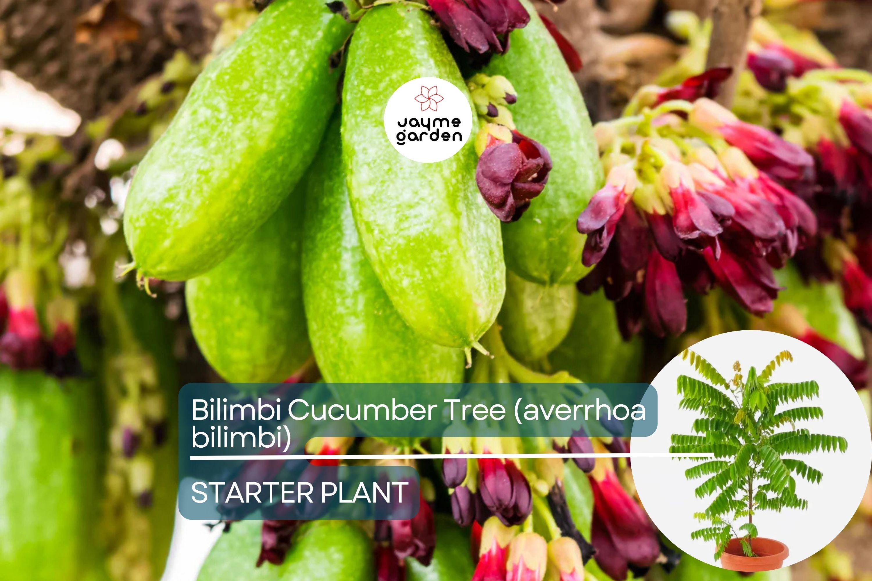 Bilimbi Cucumber Tree - Live Averrhoa bilimbi 1’-2’ Tall | Tropical Sour Fruit Tree for Culinary Use