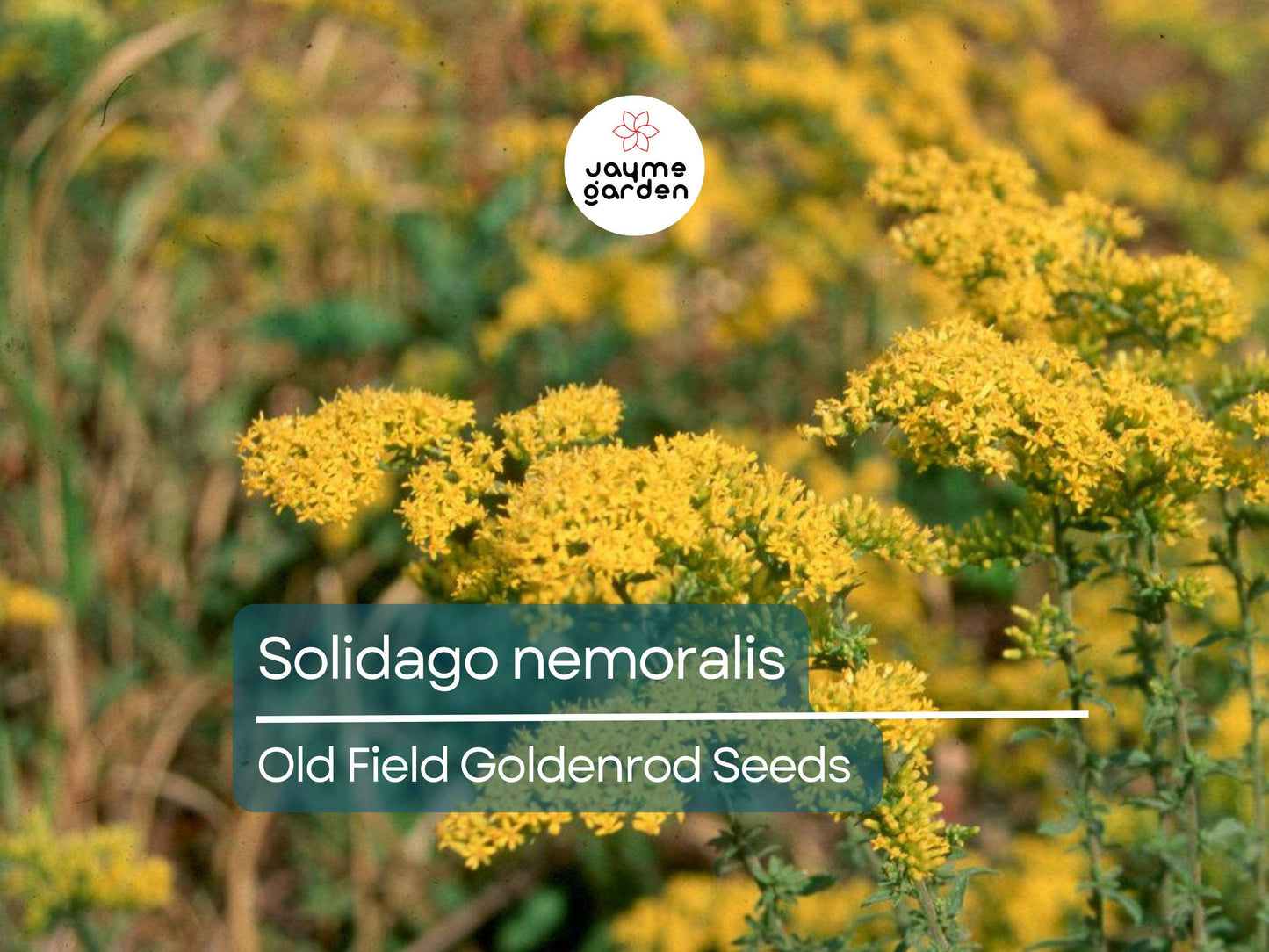 1000 Seeds Solidago Nemoralis | Gray Goldenrod for Planting | Yellow Wildflower | Native Perennial | Pollinator Friendly | Drought Tolerant