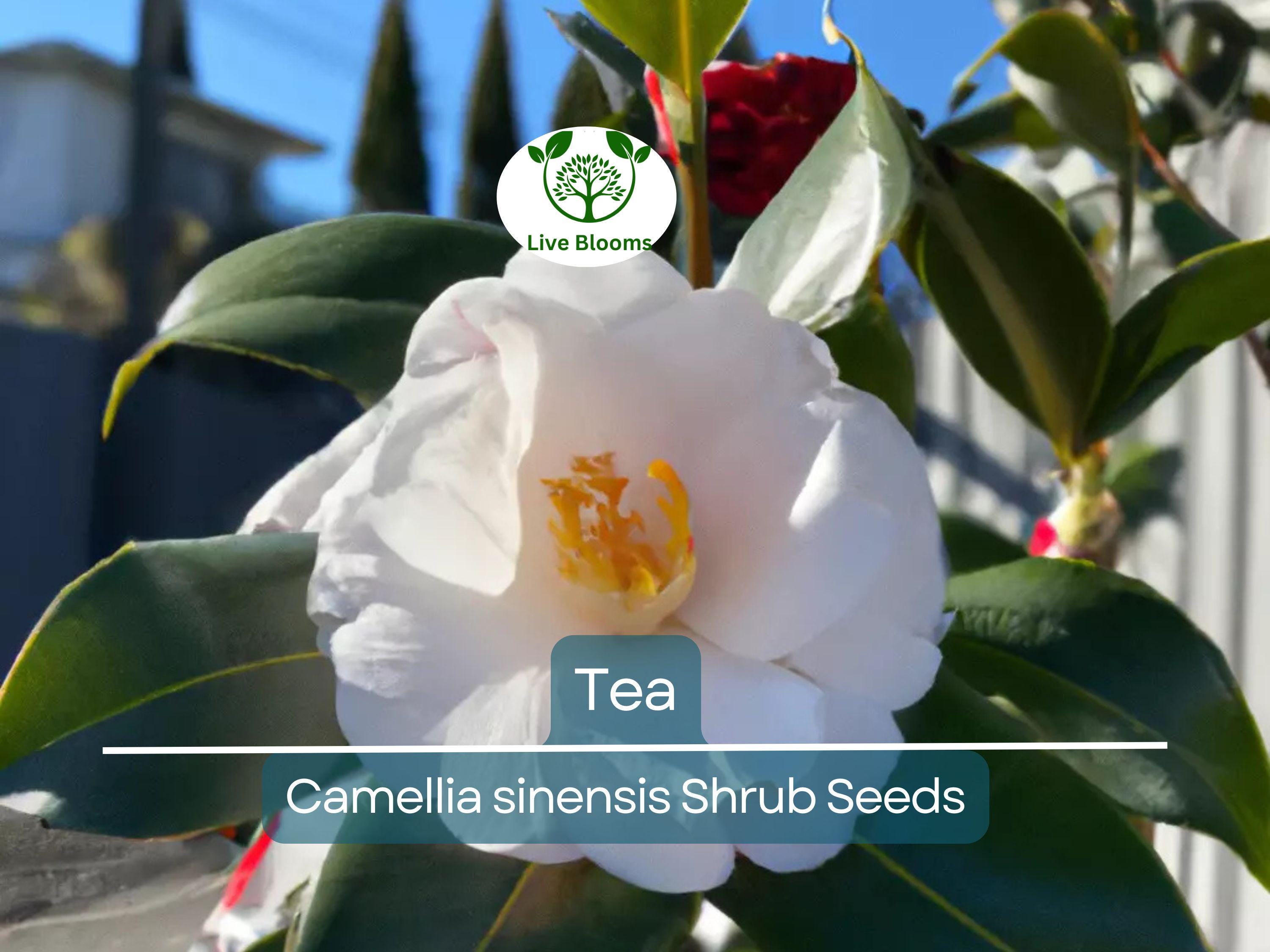 5 Tea Shrub Seeds (Camellia sinensis), Black, White, Green Tea Leaf Tree Plant, Grow Your Own Tea, Organic, Perfect for Garden or Home